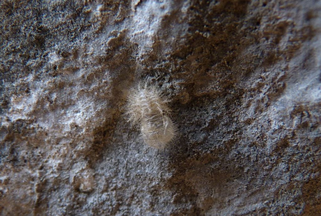 Exuvia??